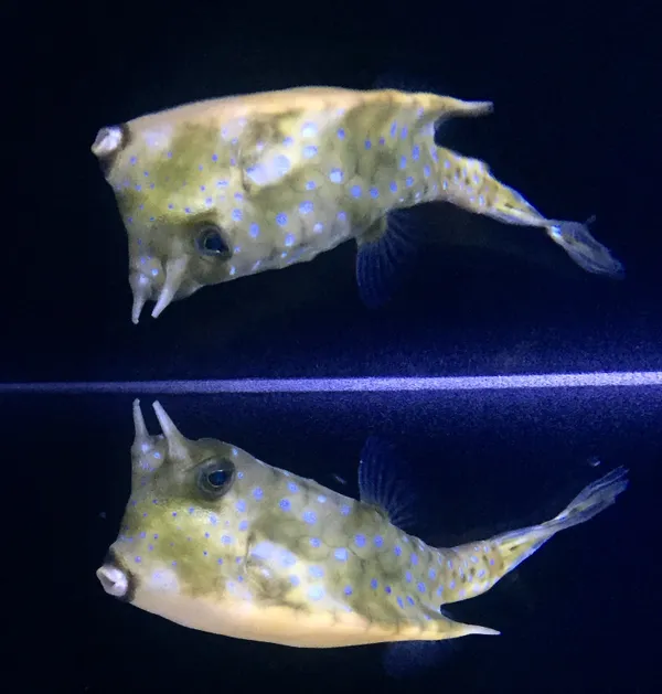Horned cow fish  Texas state Aquarium Corpus Christi Texas thumbnail