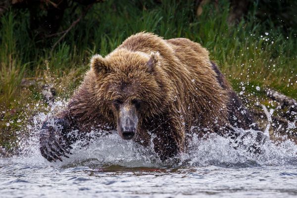 Echoes of the Wild thumbnail