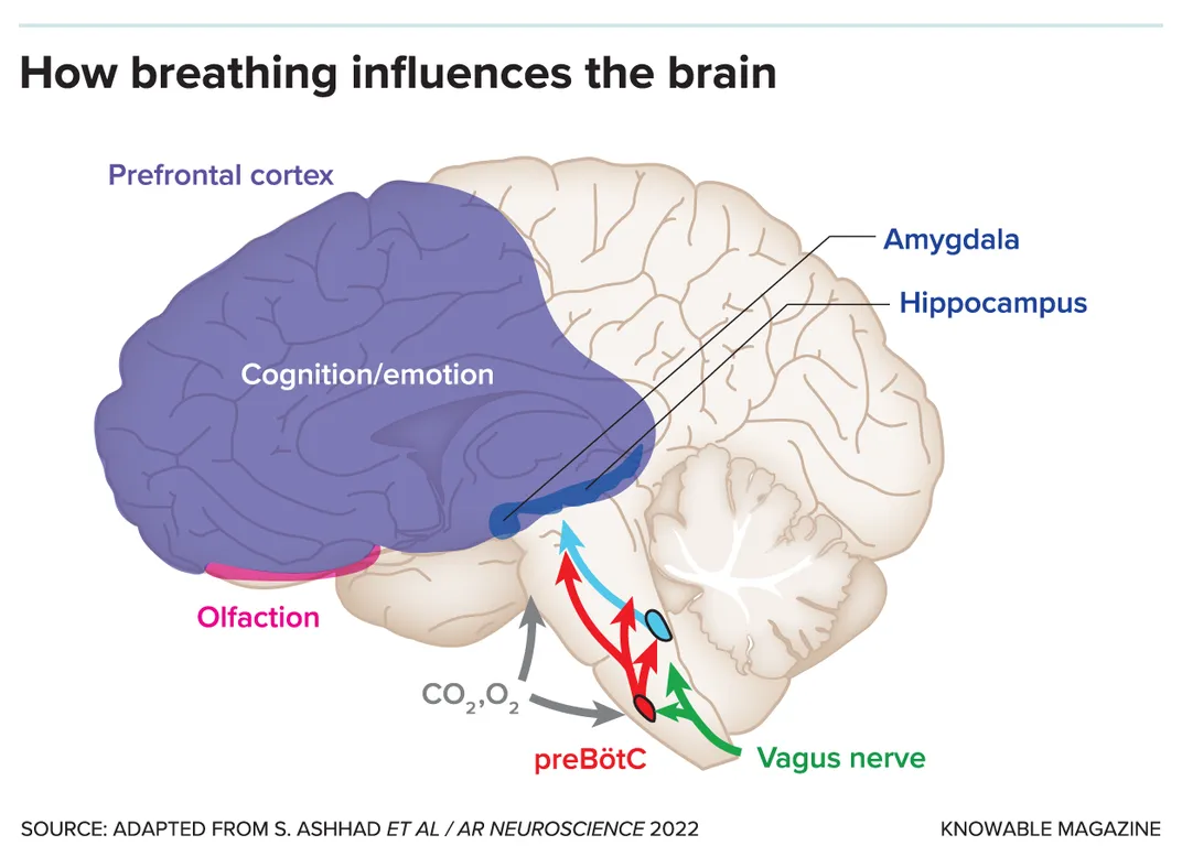 Dýchání a mozek
