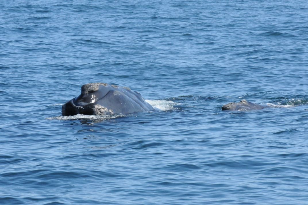 Whale and calf swimming in ocean