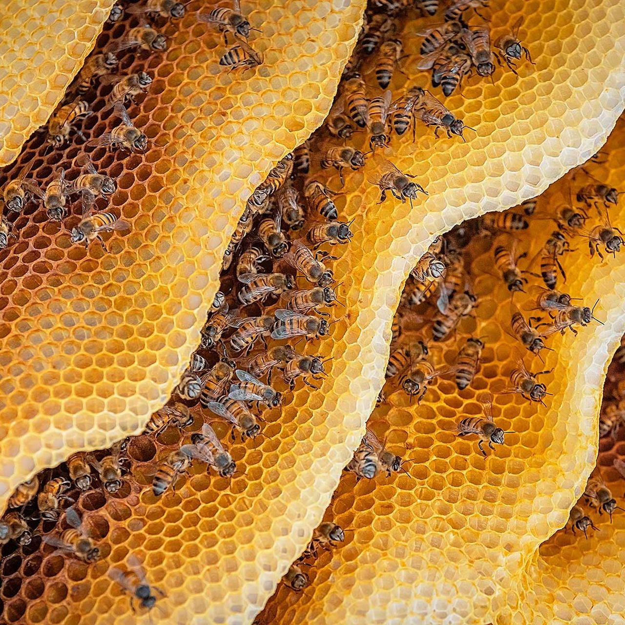 Components Of Honey Bee