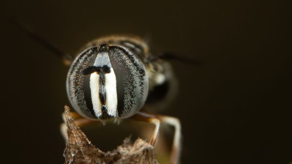Front portrait of a Bee Mimicking Hover Fly thumbnail