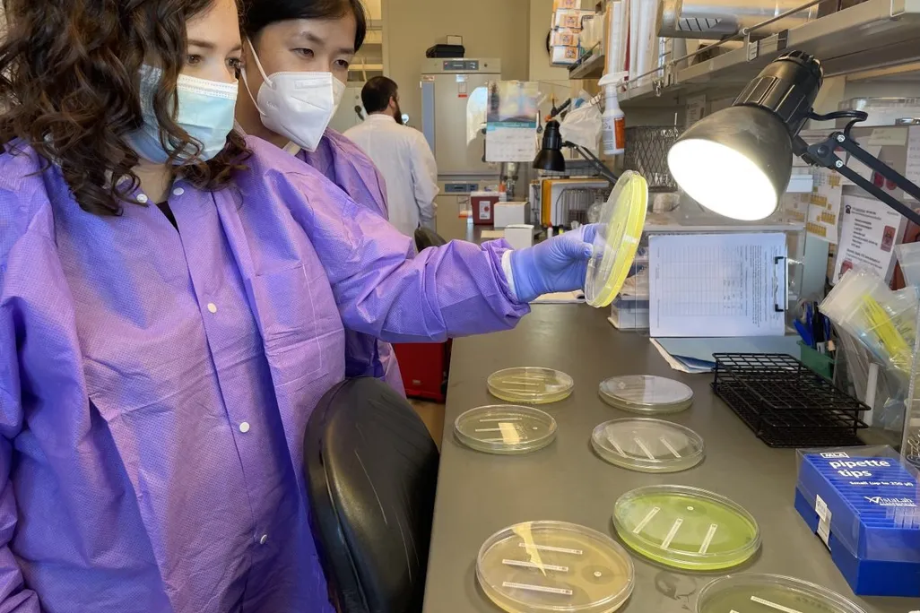 Women scientists looking at bacteria cultures in a laboratory
