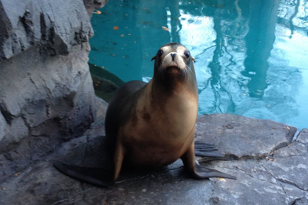 A sea lion looks into the camera