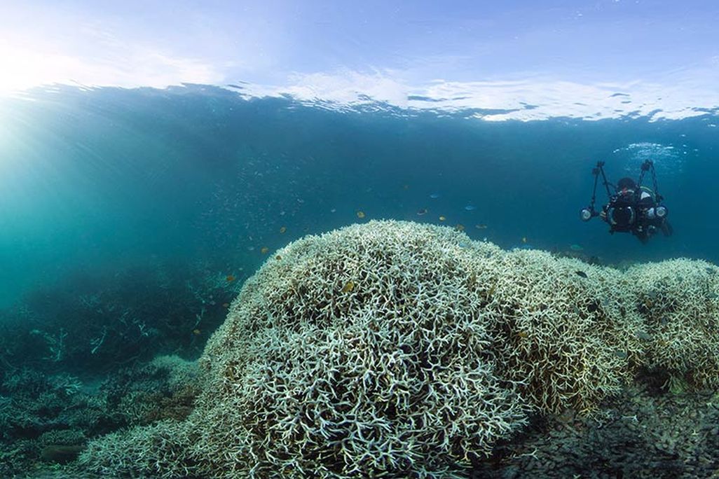 Coral Bleaching Lizard Island