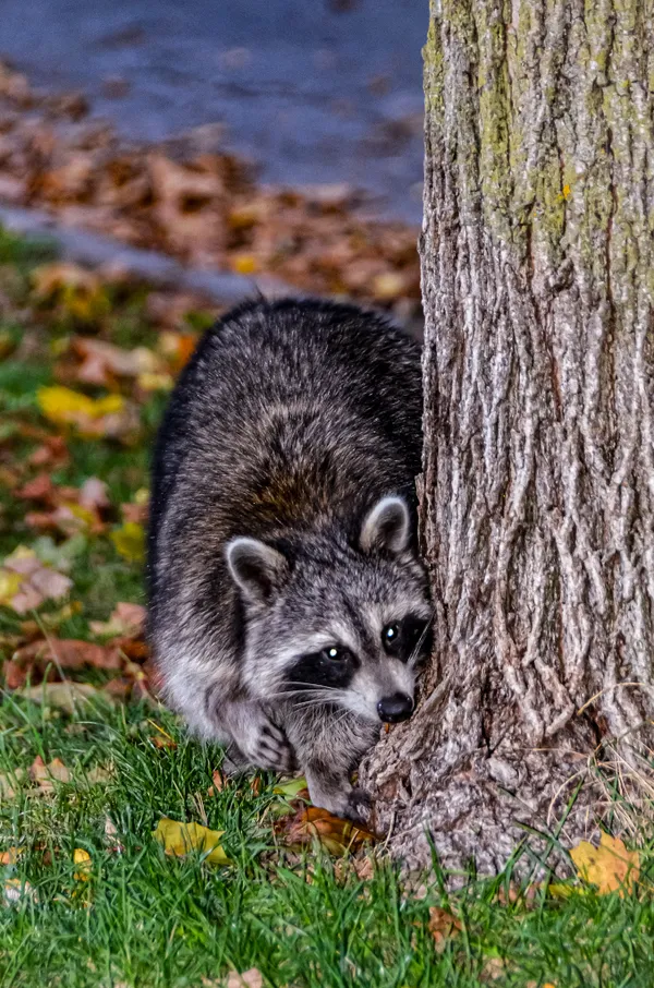 Out and About Racoon thumbnail