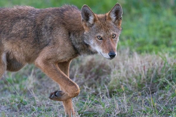 A critically endangered wild red wolf puppy A beautiful red wolf striking a pose. This was one of my favorite moments in photographing red wolves yet! I was sitting in my car enjoying a sunset when th thumbnail