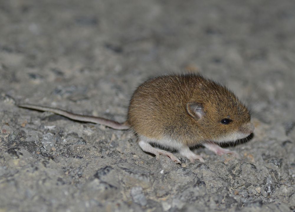 french woodmouse.jpg