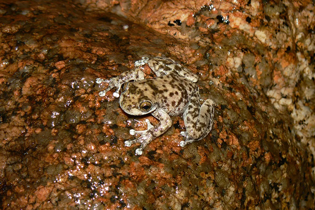 Armored Mist Frog