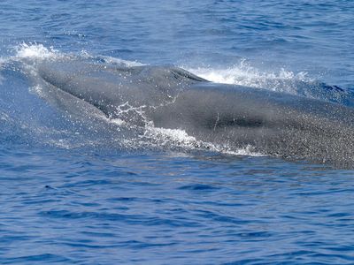 Rice&#39;s whales were initially thought to be a subspecies of&nbsp;Bryde&rsquo;s whales&mdash;until scientists figured out they were a distinct species.