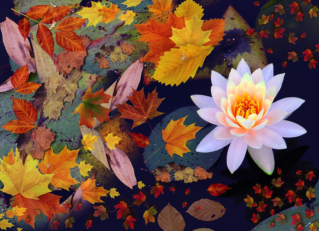Lotus Rising Smithsonian Photo Contest Smithsonian Magazine