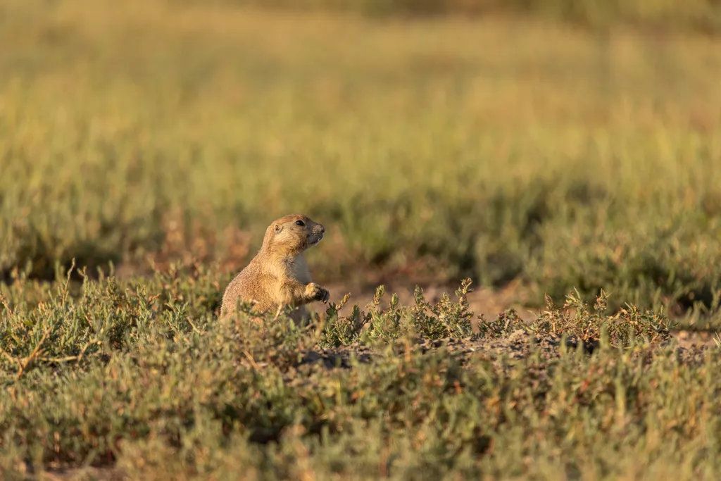 a prairie dog in the grass