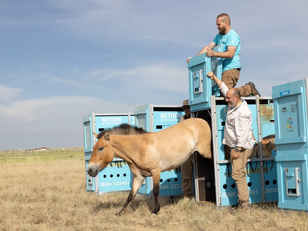 Endangered Wild Horses Return to Kazakhstan for the First Time in at ...