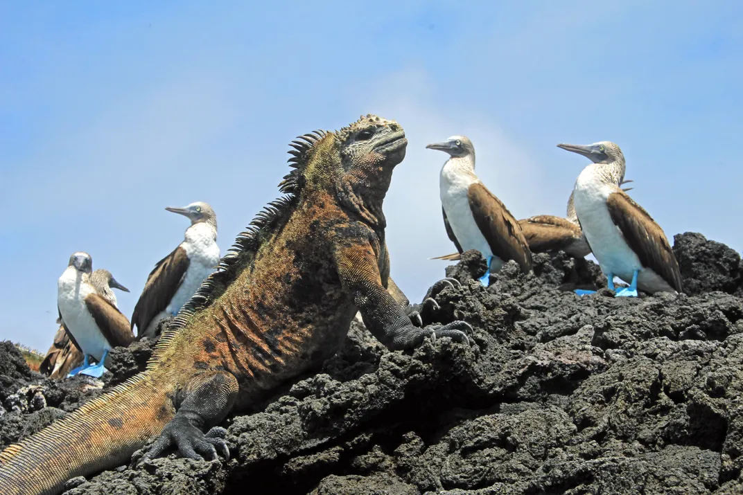 Iguana and blue-footed boobies in the Galápagos