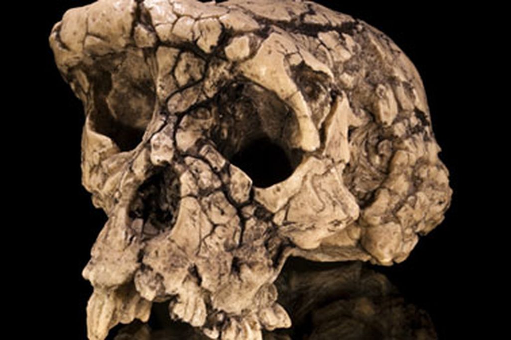The skull of Sahelanthropus. What does its body look like?