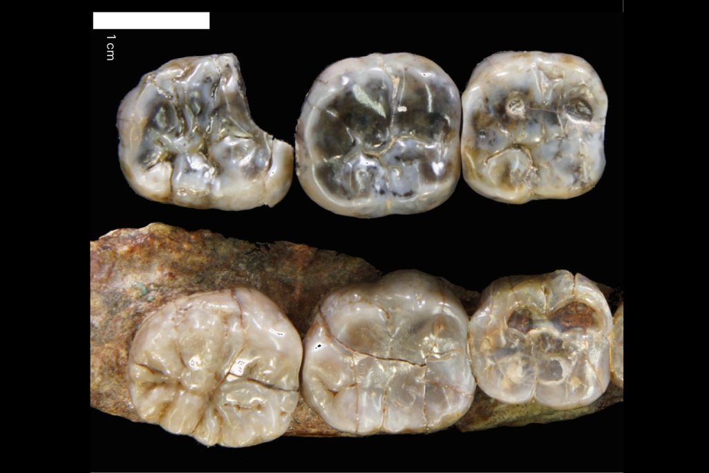 molars from the newly discovered Australopithecus specimen (top) compared to those of an A. afarensis.