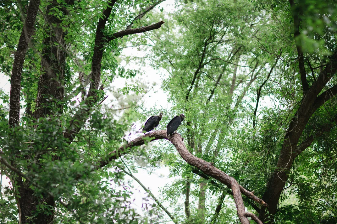 Vultures perch along the Natchez Trace, outside of Port Gibson, Mississippi.