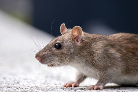Rats make a high-pitched sound similar to laughter when they&#39;re being tickled.