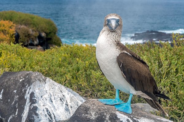 Beady-eyes of a blue-footed booby thumbnail