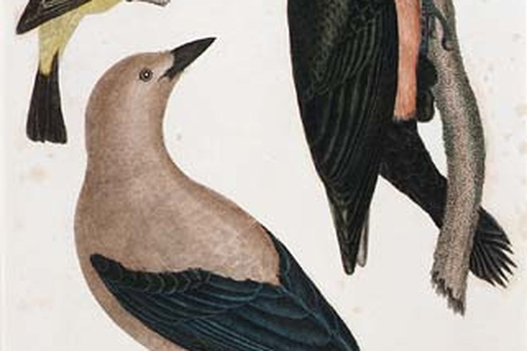 tanager_AAM_mar8.jpg