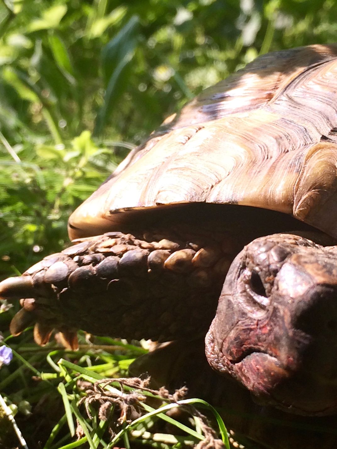 Tortoise Enjoying The Summer Sun 