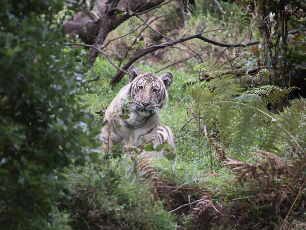 Pale Tiger Horizontal