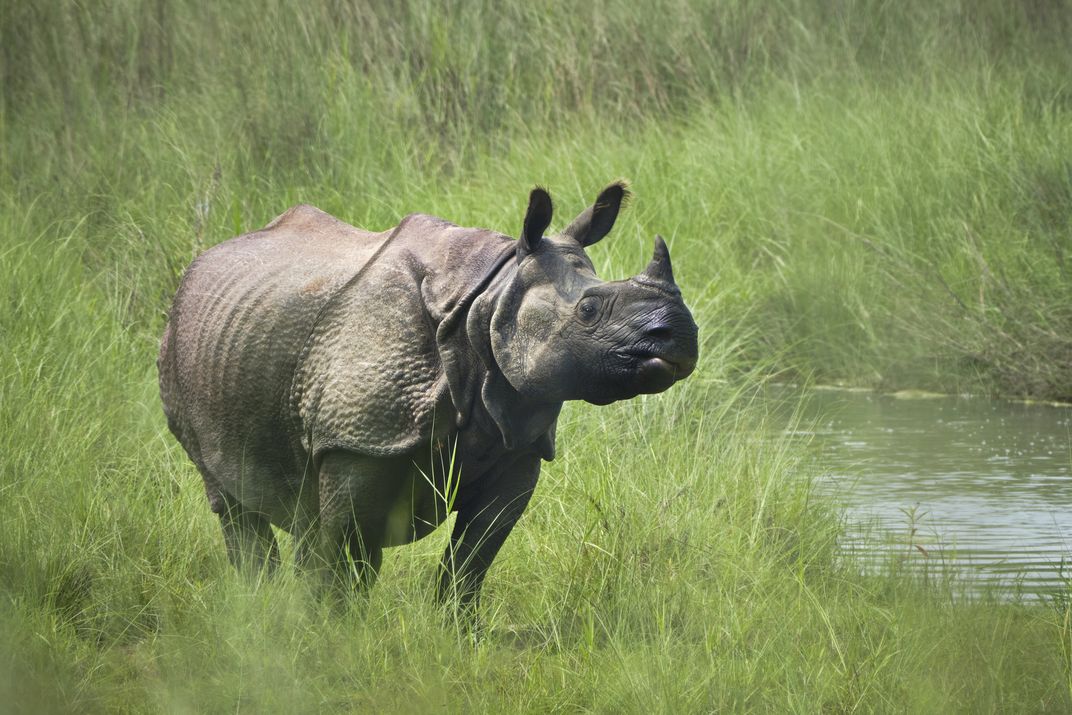 One-horned rhino in Chitwan National Park, Nepal