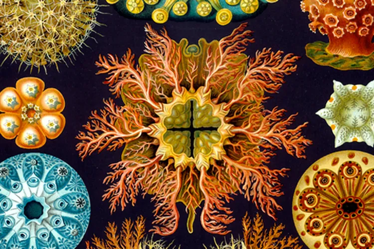 Haeckel engraving (mobile)