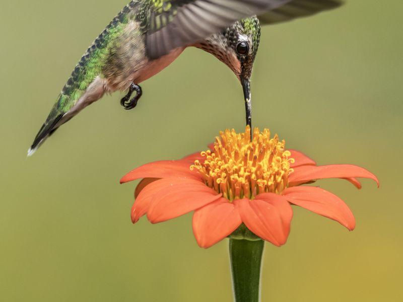 Hummingbird Feeding On A Mexican Sunflower Smithsonian Photo Contest