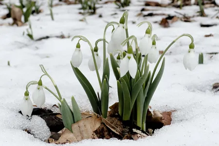 Snowdrops can push through snow and icy ground to bloom in winter, bringing their blossoms to the largely dormant landscape.