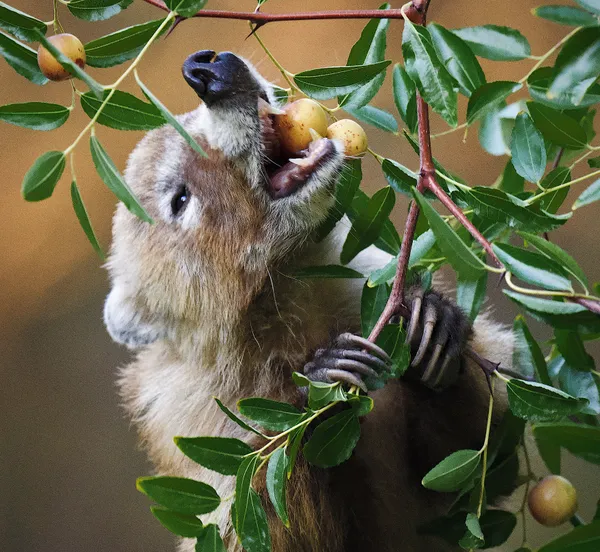 A Hungry Coatimundi thumbnail