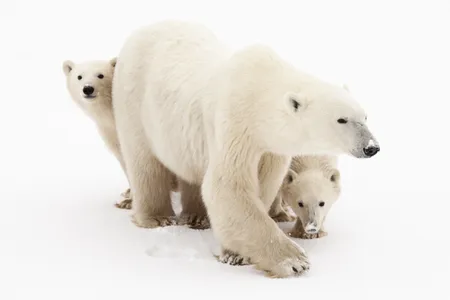 A polar bear mother and her clingy, but cute, cubs are photographed along the Hudson Bay.

