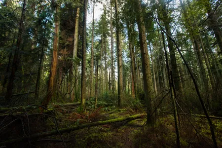 A British Columbia rainforest, where Douglas firs soar more than 160 feet, supports 23 native tree species.