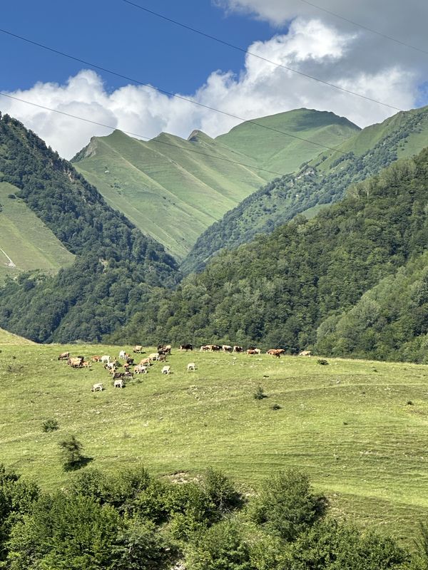 Grazing in the Green Hills thumbnail