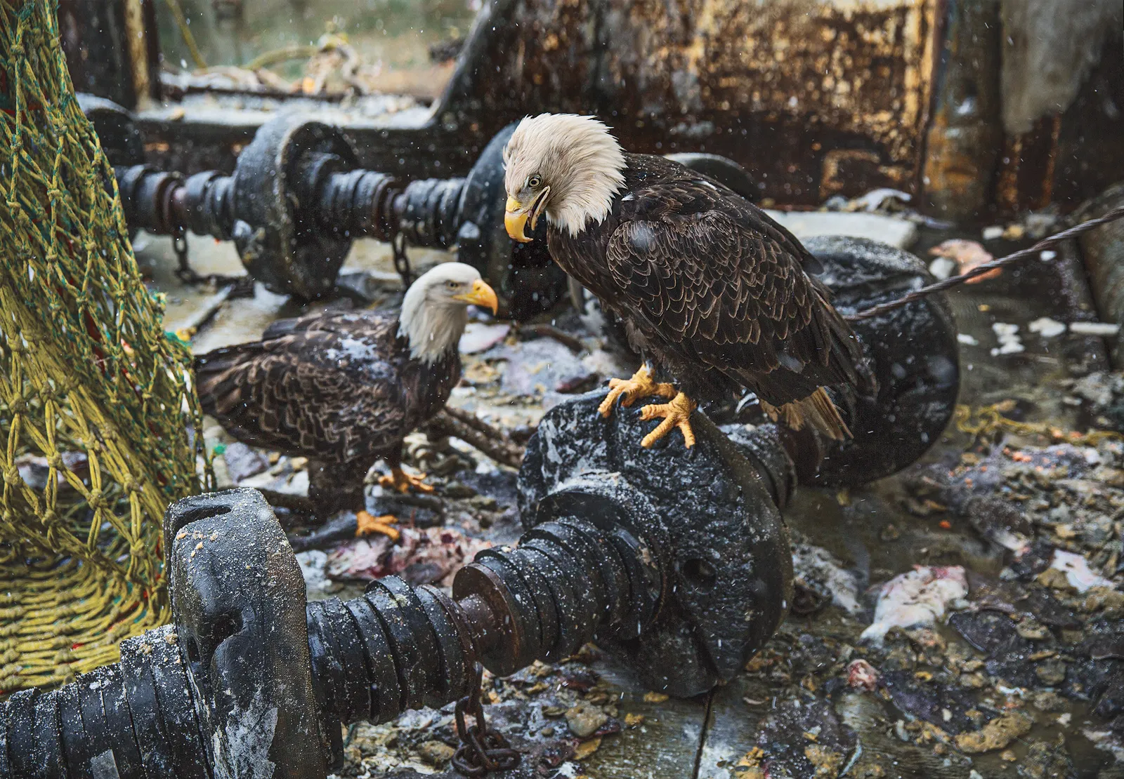 The Bald Eagle's Soaring Return Shows That the U.S. Can Change for ...