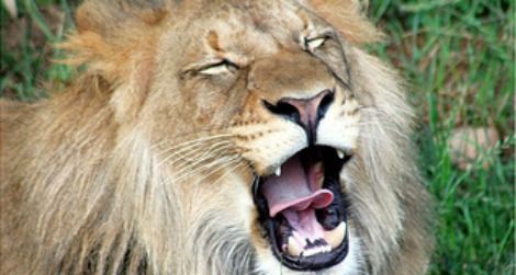 Luke, the National Zoo's male lion