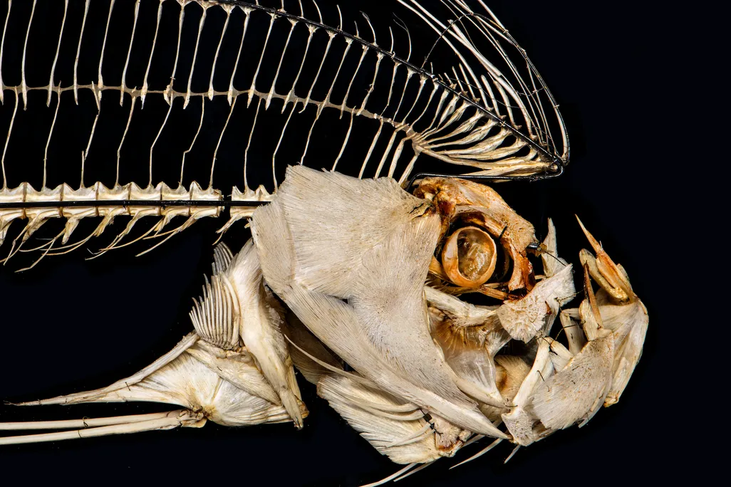 A skeleton of a fish with an enormous jutting jaw, looking fierce; a large fin of fine bones extends over its head