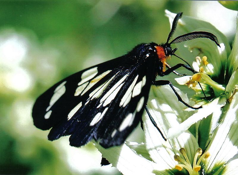 Day flying moth at lunch | Smithsonian Photo Contest | Smithsonian Magazine