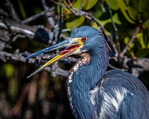 Tricolored Heron thumbnail