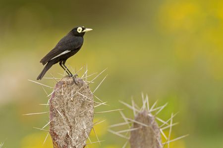 The spectacled tyrant (Hymenops perspicillatus) inhabits harsh, dry deserts, which new research suggests tend to produce new species at a higher rate than lush, biodiverse places like the Amazon.