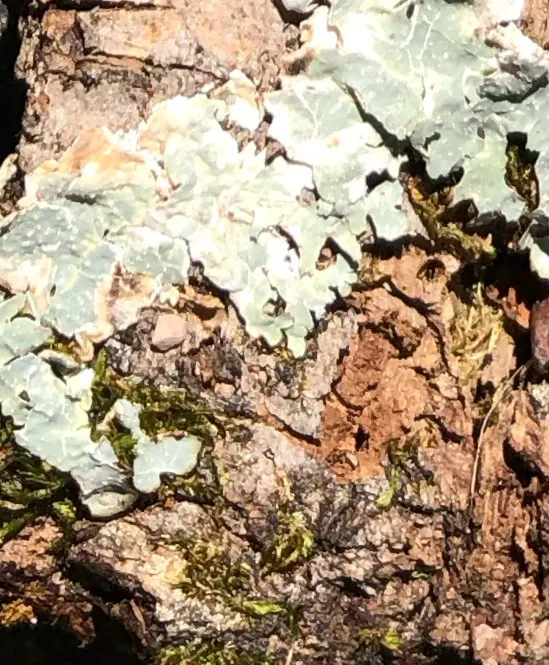 Invasion by Monsters thumbnail