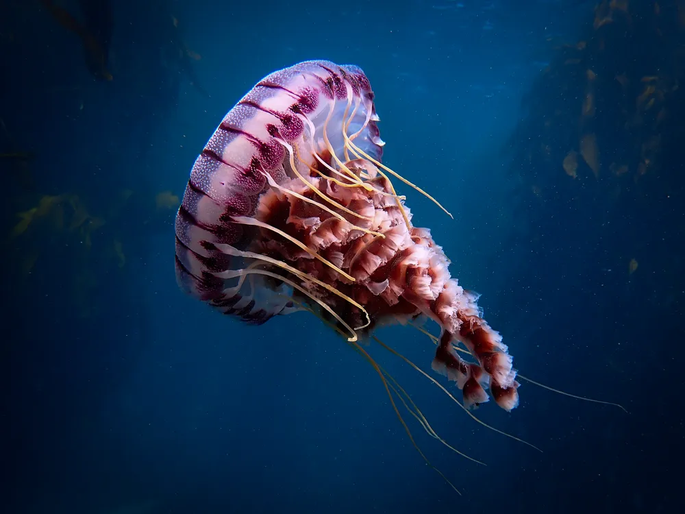 a jellyfish