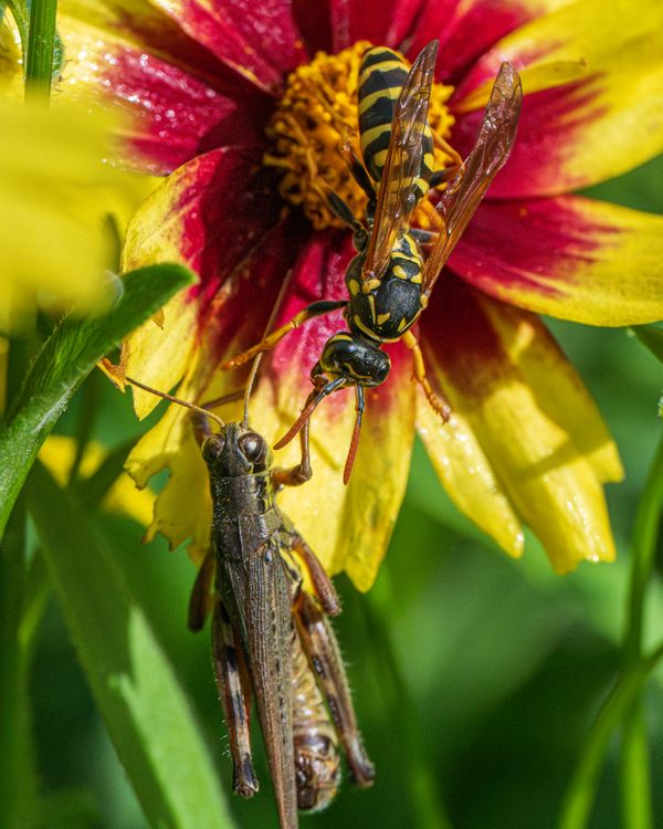 European Paper Wasp vs. Grasshopper. thumbnail