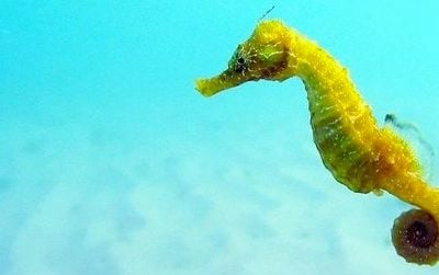 The seahorse may appear ungainly, but it’s actually a sophisticatedly engineered copepod-killing machine.