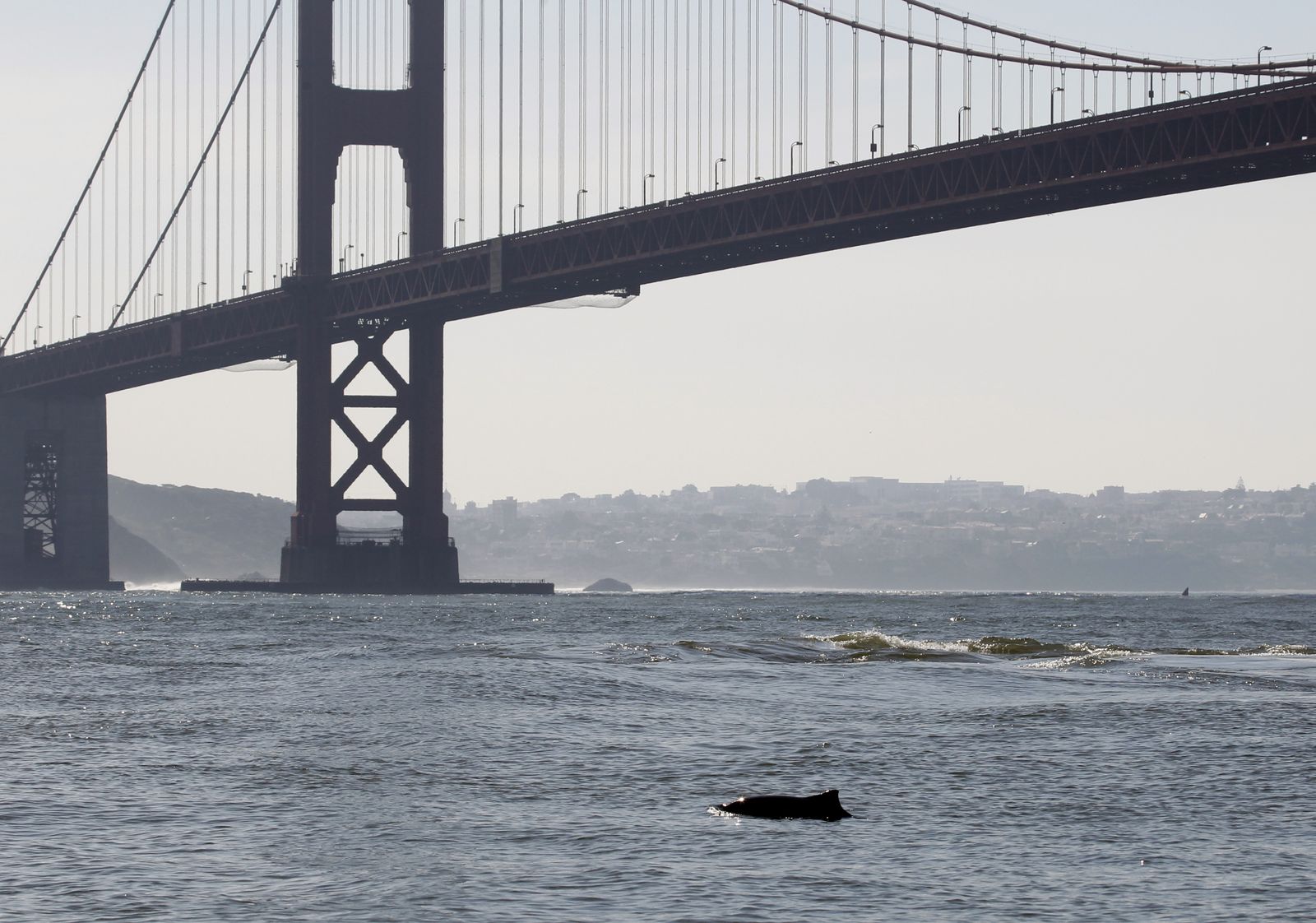 A harbor porpoise surfacing in San Francisco Bay with the Golden Gate Bridge in the background.