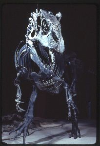 20110520083135allosaurus-smithsonian-skeleton.jpg