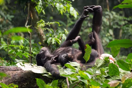 A mother bonobo and her offspring.