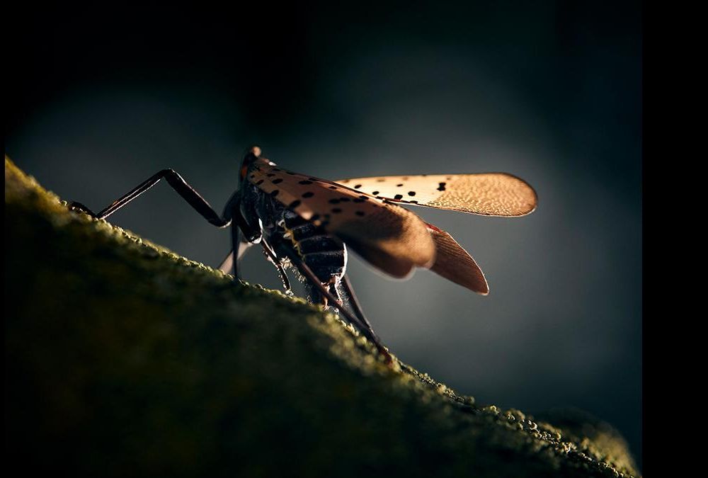 spotted lanternfly on a stick
