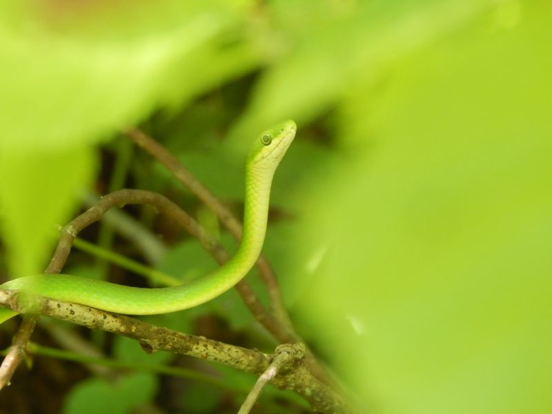 A snake climbing through the trees. Smithsonian Photo Contest
