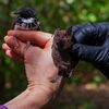 bat bird census cover copy.jpg